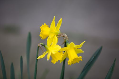 Gražus,  Grožis,  Puokštė,  Budas,  Daffodil,  Velykos,  Laukas,  Gėlė,  Šviežumas,  Sodas,  Augimas,  Harmonija,  Galva,  Jonquil,  Narcizas,  Gamta,  Žiedlapis,  Augalas,  Žiedadulkės,  Sezonas,  Pavasaris,  Stiebas,  Vasara,  Velykų Gėlė