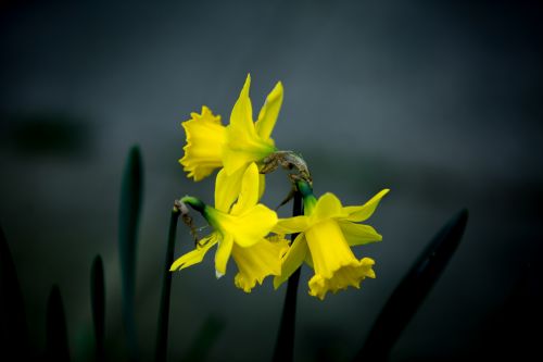 Gražus,  Grožis,  Puokštė,  Budas,  Daffodil,  Velykos,  Laukas,  Gėlė,  Šviežumas,  Sodas,  Augimas,  Harmonija,  Galva,  Jonquil,  Narcizas,  Gamta,  Žiedlapis,  Augalas,  Žiedadulkės,  Sezonas,  Pavasaris,  Stiebas,  Vasara,  Velykų Gėlė