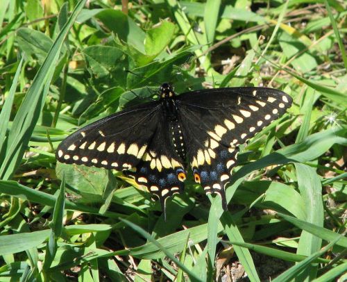 Rytinė Juoda Lazdelė, Amerikietiškas Juodas Swallowtail, Pastinakio Drugelis, Papilio Poliksenai, Moneymore, Ontarijas, Kanada