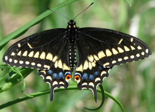 Rytinė Juoda Lazdelė, Amerikietiškas Juodas Swallowtail, Pastinakio Drugelis, Papilio Poliksenai, Iš Arti, Moneymore, Ontarijas, Kanada