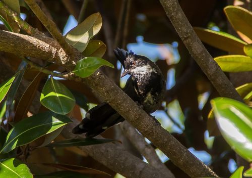 Rytinė Plakti Paukštis, Šikšnosparnis, Paukštis, Juoda, Plunksnos, Medis, Gimtoji, Laukiniai, Queensland, Australia