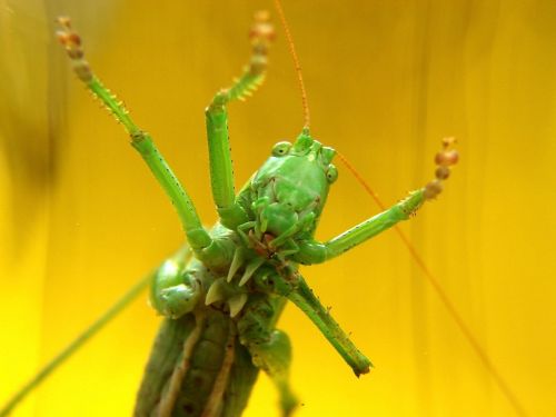 Valgymas, Žiupsneliai, Geltona, Žalias, Vabzdys, Laukinė Gamta, Uždaryti, Gyvūnas, Fauna, Laukiniai, Natūralus, Makro