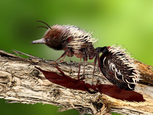 Echidna,  Digiart,  Ant,  Ežiukas,  Kompiuterių Menas,  Vabzdys