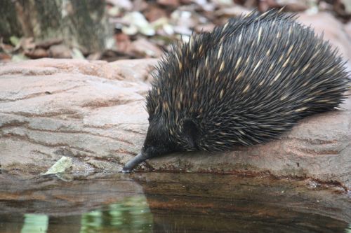 Echidna, Australia, Laukinė Gamta, Šuoliai, Smailas, Aussie, Gamta, Gyvūnas, Fauna, Laukiniai, Mielas, Zoologijos Sodas, Natūralus, Zoologijos Sodai, Mieli Gyvūnai, Laukiniai Gyvūnai, Švietimas, Gimtoji, Australian, Gerti, Vanduo