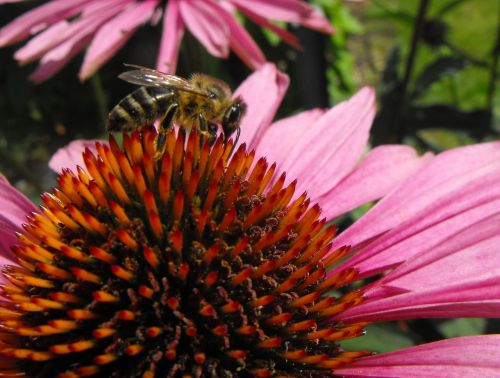 Echinacea, Bičių, Gėlė, Apdulkinimas, Vabzdžiai