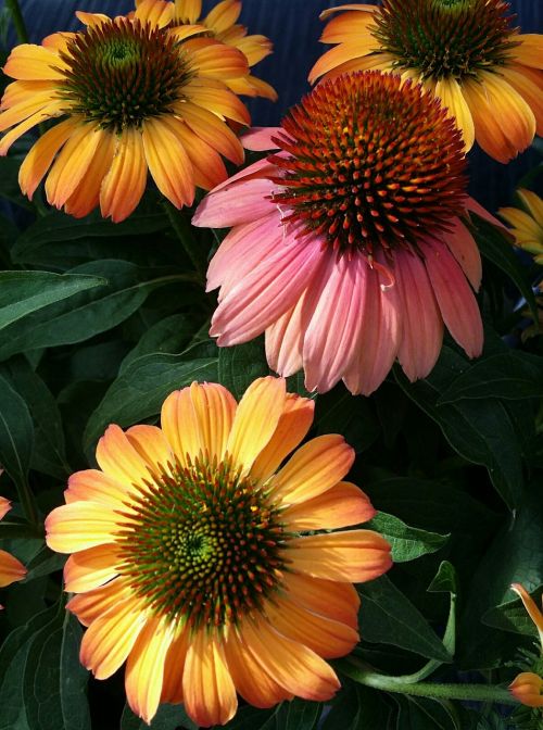 Echinacea, Dygliuota Veislė, Oranžinė, Rožinis, Violetinė, Vasara, Gėlė