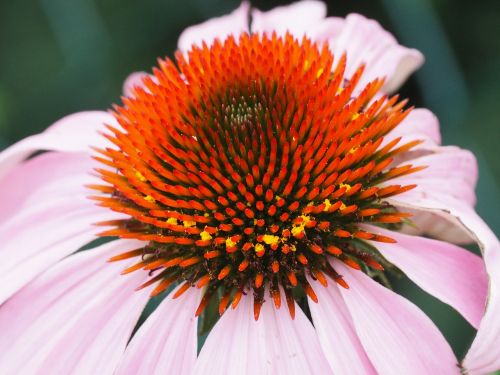 Echinacea, Saulės Skrybėlė, Sodas, Žydėti, Fauna, Flora