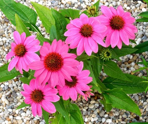 Echinacea, Augalas, Gėlės