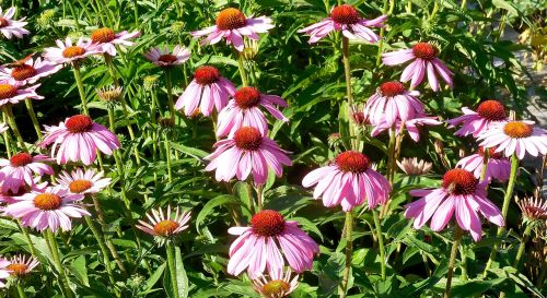 Echinacea, Augalai, Gėlės