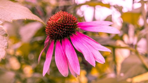 Echinacea, Gėlė, Gamta, Augalas, Flora, Vaistas, Vasara, Žiedlapiai