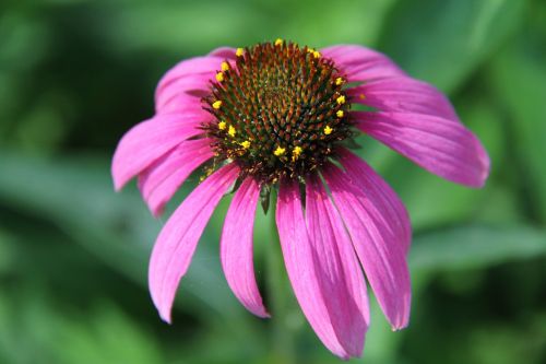 Echinacea, Gėlė, Sodas, Žydėti, Gėlių, Žiedlapis, Botanikos, Žiedlapiai, Lauke, Stiebas, Šviežias, Trapumas, Wildflower, Daugiametis, Žiedadulkės, Elegancija, Grynumas, Botanika, Vasara, Pavasaris, Gyvas, Sėkla, Laukiniai, Laukinė Gamta, Gyvybingumas, Gyvenimas, Aplinka, Žemdirbystė