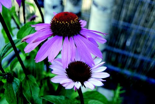 Echinacea, Violetinė Voveraitė, Gėlė