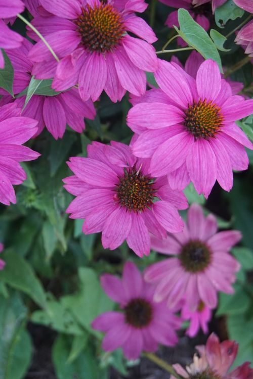 Echinacea, Violetinė, Sodas