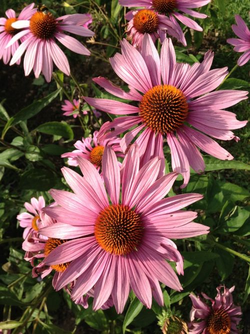 Echinacea, Gėlės, Saulės Skrybėlė, Vasara, Augalas, Žiedas, Žydėti