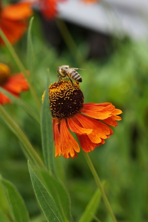 Echinacea, Gėlė, Gamta, Sodas, Bičių, Lenkija, Vabzdys