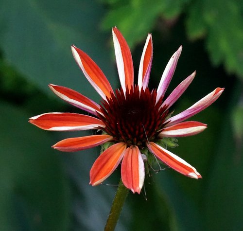 Echinacea,  Gėlė,  Žiedas,  Žydi,  Augalų,  Iš Arti
