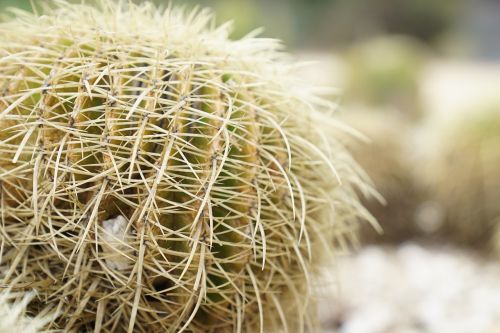 Echinocactus Grusonii, Kaktusas, Spygliai, Erškėtis, Saugotis, Laikytis Atokiau