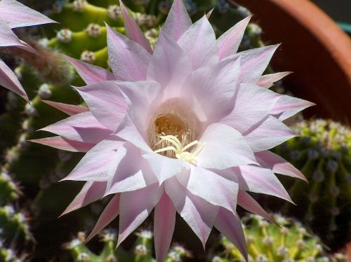 Echinopsis, Augalai, Sodas