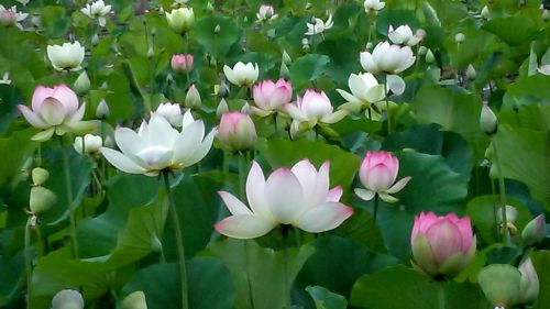 Echo Parkas, Lotosas, Lotuso Gėlė