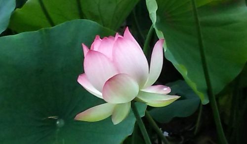 Echo Parkas, Lotosas, Lotuso Gėlė