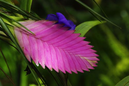 Amazonie, Egzotiška Gėlė, Tillandsia, Ecuador, Laukinė Gėlė