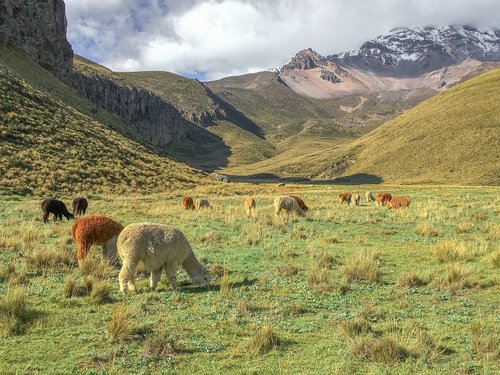 Ekvadoras,  Plateau,  Alpaki,  Kraštovaizdis