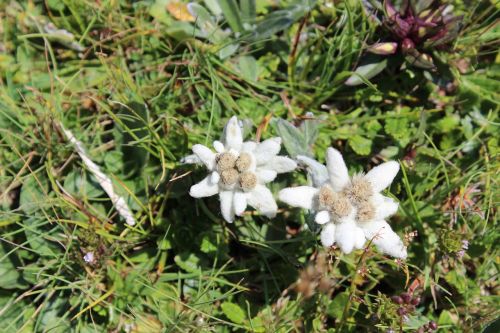 Edelweiss, Austria, Laukinė Gėlė