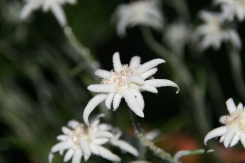 Edelweiss, Purus, Balta, Alpių Gėlė