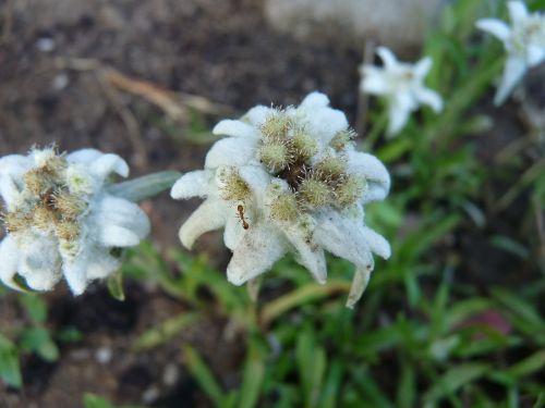 Edelweiss, Ant, Gėlė