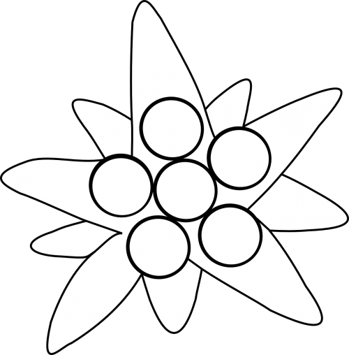 Edelweiss, Gėlė, Augalas, Balta, Alpinizmas, Nemokama Vektorinė Grafika