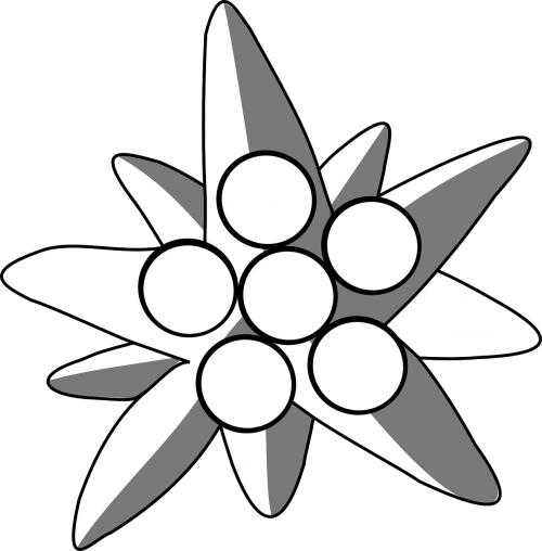 Edelweiss, Gėlė, Augalas, Balta, Alpinizmas, Nemokama Vektorinė Grafika