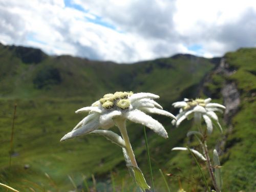 Edelweiss, Kalnų Gėlės, Kalnai