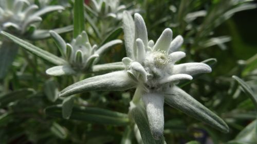Edelweiss, Leontopodium Microdochium, Allgäu, Bavarija