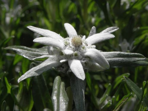Edelweiss,  Gėlė,  Austrija