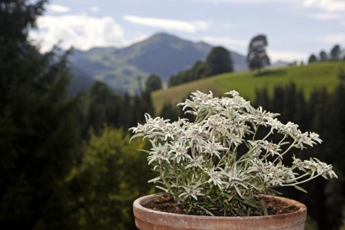 Edelweiss, Alpių Gėlės, Gėlės, Alpine Edelweiß, Gelės Vazonas