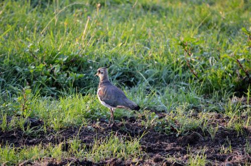 Paukštis,  Gyvūnas,  Gamta,  Lapwing,  Žolė,  A Lapwing