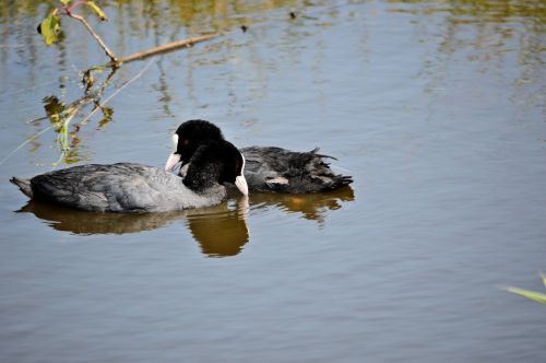 Kačiukas,  Vanduo & Nbsp,  Paukštis,  Paukštis,  Gyvūnas,  Gamta,  Vanduo,  Griovys,  Polderis,  Pora,  Pora