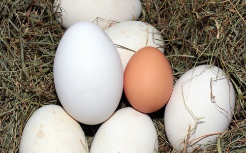 Kiaušinis, Žąsų Kiaušiniai, Vištos Kiaušinis, Palyginimas, Maistingas, Vitaminai, Maistas, Sveikas, Bio