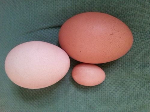 Kiaušinis, Matmenys, Gemalas