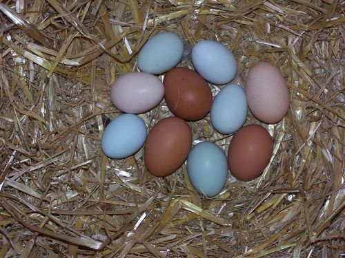 Kiaušinis, Vištienos Kiaušiniai, Lizdas, Žalia Atsitiktinis, Rudieji Kiaušiniai