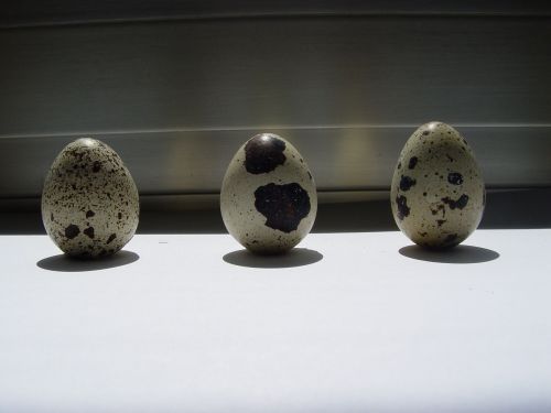 Kiaušinis, Ovalus, Velykų Kiaušiniai