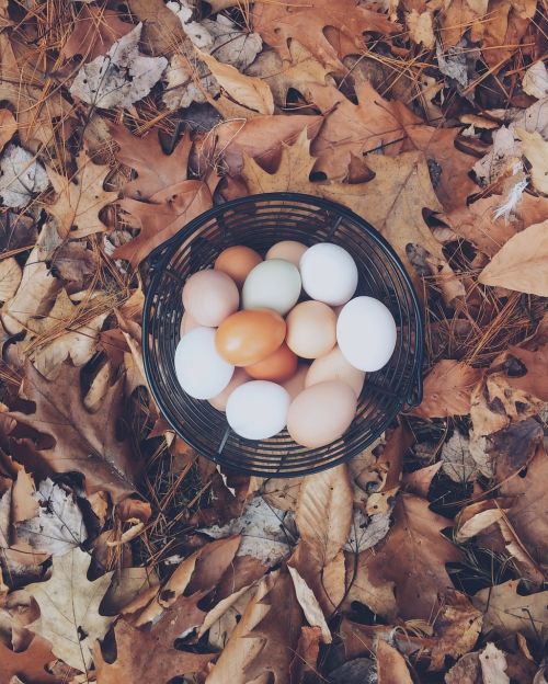 Kiaušiniai, Krepšelis, Palieka Foną, Spalvinga, Sezonas, Ekologiškas