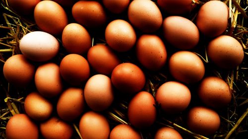 Kiaušinis,  Balta,  Ecru,  Maistas,  Šviežias,  Vienas,  Ekologiškas,  Žaliavinis,  Vienas,  Kiaušiniai