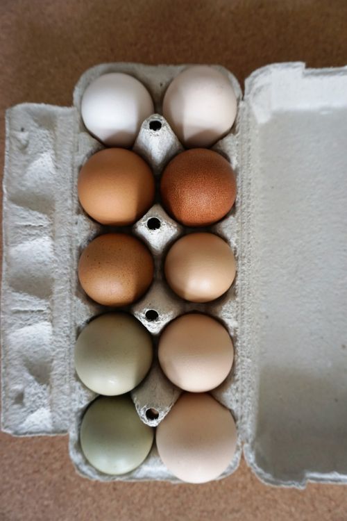 Kiaušiniai, Maistas, Ekologiškas