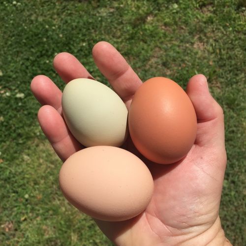 Kiaušiniai, Viščiukai, Kieme Vištos
