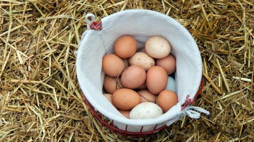 Kiaušiniai, Ūkis, Pusryčiai, Maistas, Šviežias
