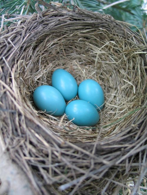 Kiaušiniai, Paukščių Lizdas, Pavasaris, Robin, Mėlynas