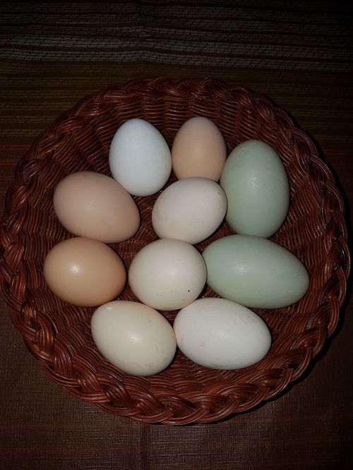 Kiaušiniai, Gamta, Natūralus, Šviežias, Sveikas, Ekologiškas, Vištiena, Ūkis, Pusryčiai, Valgyti