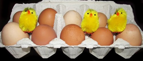 Kiaušiniai,  Ganyklinių,  Ūkis,  Viščiukai,  Paukštiena