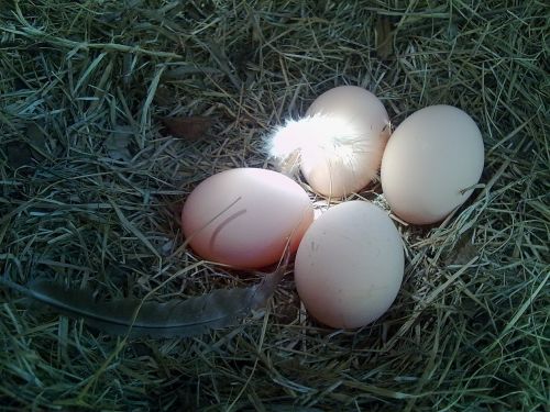 Kiaušiniai, Lizdas, Vištiena